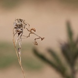 Cone-head mantis