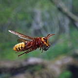 Hornet worker in flight