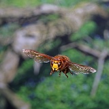 Hornet worker in flight