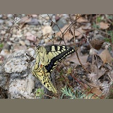 European Swallowtail butterfly mating pair