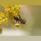 A spider overcomes a Paper Wasp