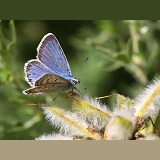 Blue Argus Butterfly
