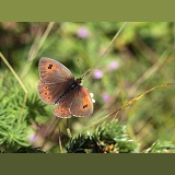 Common Brassy Ringlet Butterfly