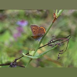 Scarce Copper Butterfly female