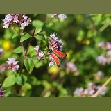 Transparent Burnet Moth