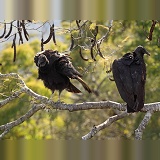 American Black Vultures