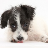 Cute Jack-a-poo dog pup
