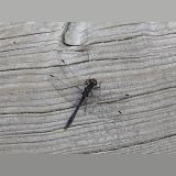 Black darter Dragonfly