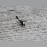 Black Darter Dragonfly