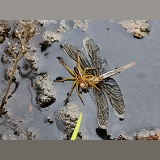 Raft Spider feeding on drowned dragonfly