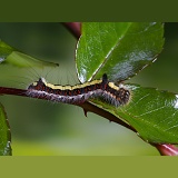 Grey Dagger Moth caterpillar