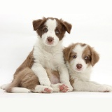 Two cute lilac and chocolate Border Collie puppies