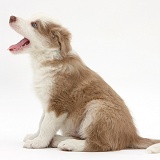 Cute lilac Border Collie puppy, 7 weeks old, yawning