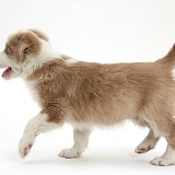 Cute lilac Border Collie puppy, 7 weeks old, trotting across