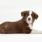 Cute chocolate Border Collie puppy, 7 weeks old
