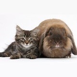 Tabby kitten and rabbit