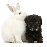 Black Yorkipoo pup, 6 weeks old, with white rabbit