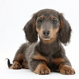 Blue-and-tan Dachshund puppy