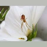 Orb-web spider on Cosmos flower