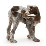 Spinone pup chasing and catching his tail