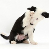 Black-and-white Border Collie puppy looking bashful