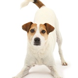 Jack Russell begging