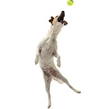 Jack Russell leaping to catch a ball