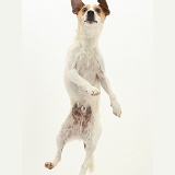 Jack Russell leaping