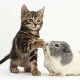 Tabby kitten and Guinea pig