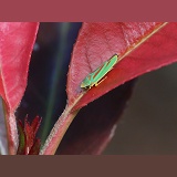 Rhododendron Leafhopper on Photinia leaf