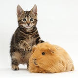 Tabby kitten and Guinea pig