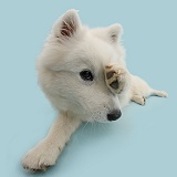 White Japanese Spitz dog peeking out from paw