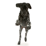Mostly black pointer puppy jumping