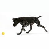 Mostly black pointer puppy chasing a ball