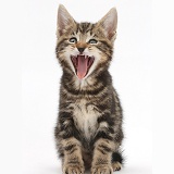 Tabby kitten yawning