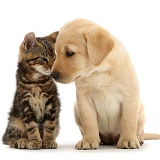 Tabby kitten head to head with cute Labrador puppy