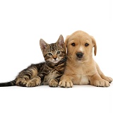 Tabby kitten with cute Yellow Labrador puppy