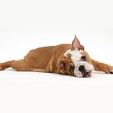 Playful Bulldog pup, 11 weeks old, lying stretched out