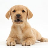 Cute Yellow Labrador puppy lying