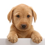 Cute Yellow Labrador puppy with paws over