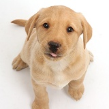 Cute Yellow Labrador puppy showing tongue