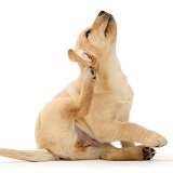 Cute Yellow Labrador puppy scratching