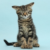Tabby kitten on blue background