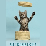 Surprise - tabby kitten bursting out of a basket