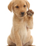 Cute Yellow Labrador puppy waving