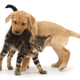 Tabby kitten with Yellow Labrador puppy