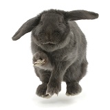 Blue grey lop rabbit jumping up on the spot