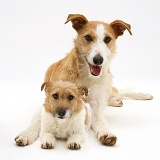 Lurcher and Jack Russell