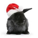 Black baby rabbit with Santa hat on