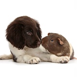 Cocker Spaniel puppy and Guinea pig kissing